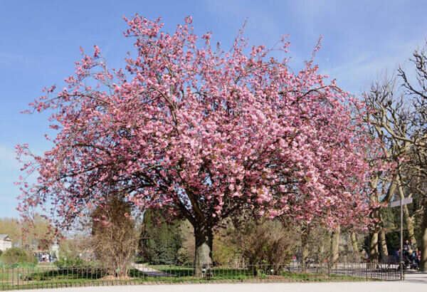 Kanzan (Prunus serrulata) is commonly referred to as the ‘Japanese Cherry’ and is the most widely planted form of the ‘Sakura’ in Ireland.