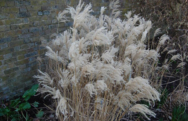 Miscanthus Sinensis Ferner Osten in winter robes.