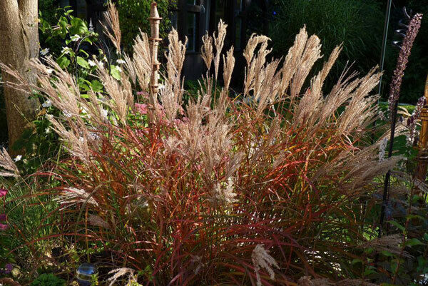 Ferner Osten Miscanthus in autumn.
