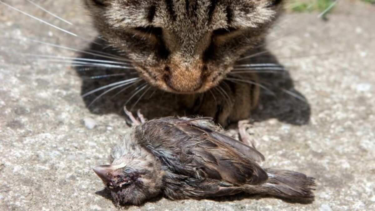 Killing cats to save birds is not a solution