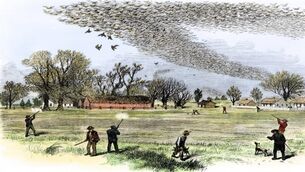 Rooks thrill the air in stupendous spectacle