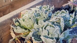 Wrap up the vegetable beds for winter and brew up a broth
