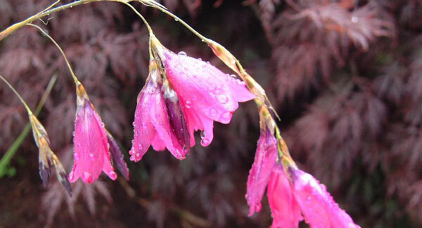 No such thing as a high maintenance plant - easy planting and easy care is the secret