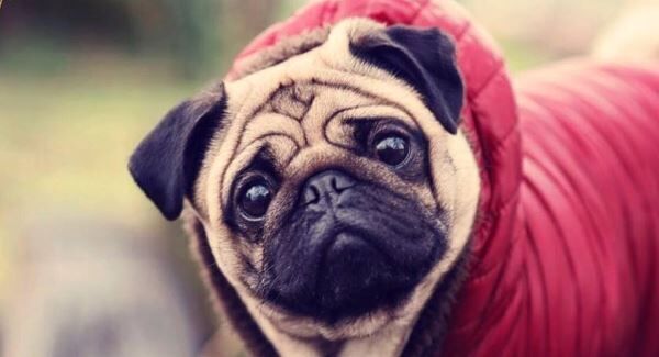 Kipper is now a doggie supermodel