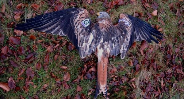 Grim findings in raptor report