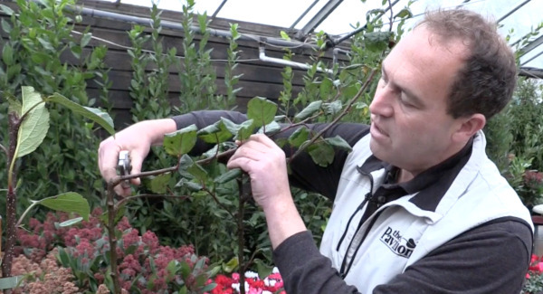 Jobs around the garden: Apple tree pruning