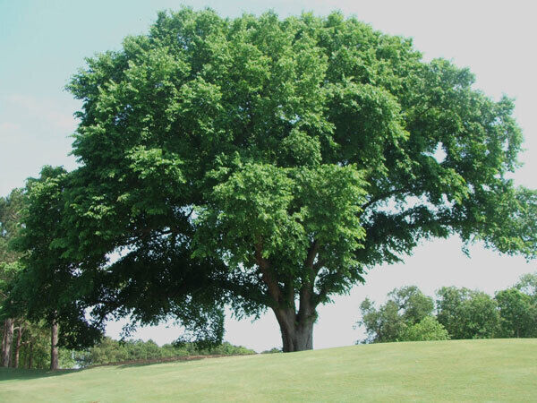 Mature elm tree