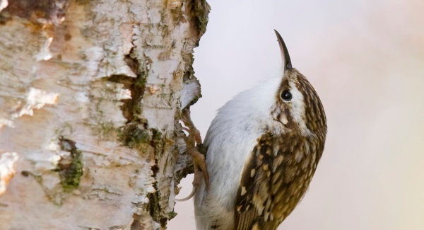 Little bird finds a home amid all the noise in Dublin