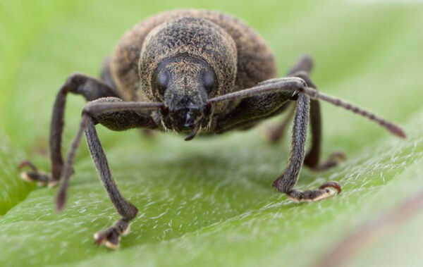 A vine weevil on a leaf. A vine weevil on a leaf.