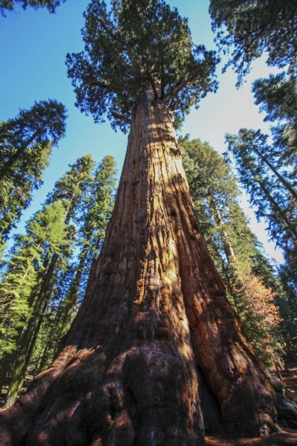 Left: General Sherman, the world’s largest tree, located in Sequoia National Park, California. Left: General Sherman, the world’s largest tree, located in Sequoia National Park, California.