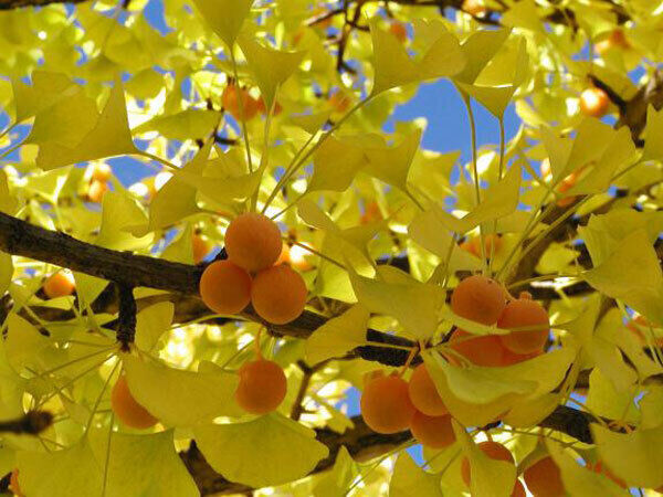 Ginkgo biloba in fruit: As an ornamental tree, ginkgo biloba will grow to 25m or more with a broad, spreading crown. They are great for an urban situation, even if on the large side, as they will tolerate pollution and filter the carbon and toxins in the air.