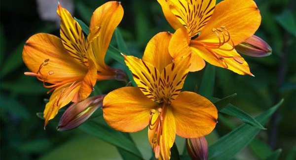 Alstromerias are a true garden show-off