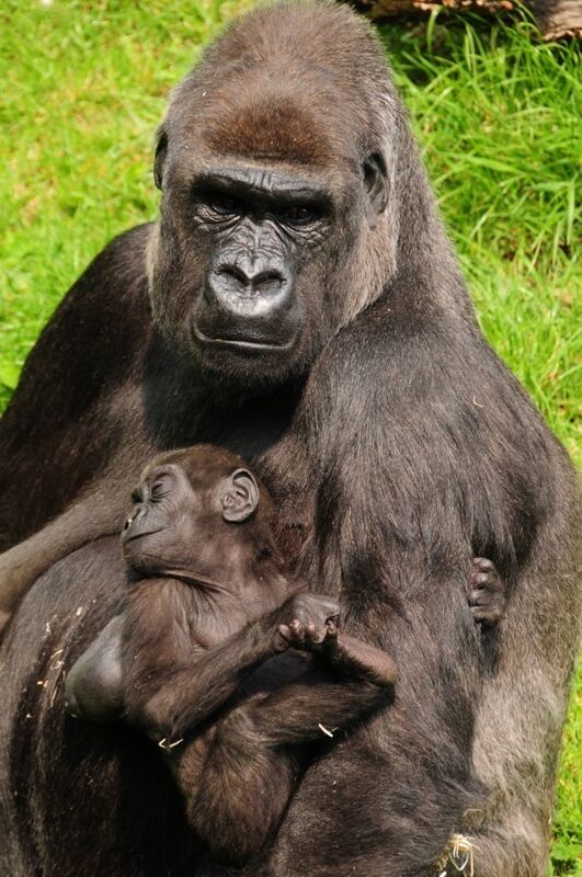 Great apes, like gorillas and humans, hold their babies on the left, so the cradling preference probably has an ancient evolutionary lineage.