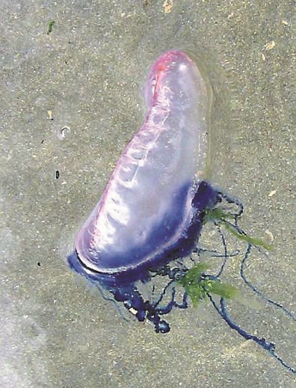 The Portuguese Man O’War on Long Beach near Clonakilty, Co Cork, one of a couple of dozen which were on the beach recently. They are pink and red with a span of 30cm long and 10cm wide in the water but when seen on the beach they look like a deflated balloon. Picture Dan Linehan
