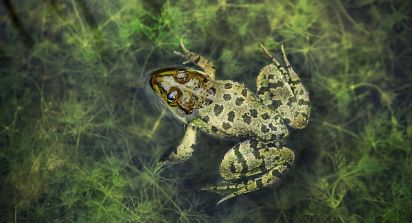 How to find flighty frogs