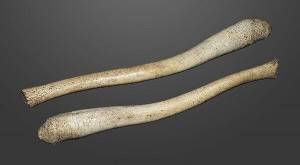 Walrus baculum, approximately 22 inches (59 centimetres)