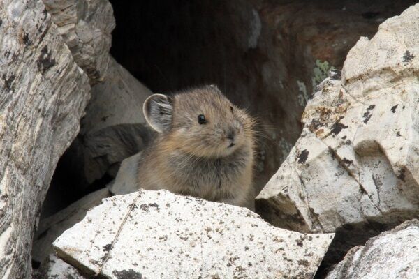 An American pika