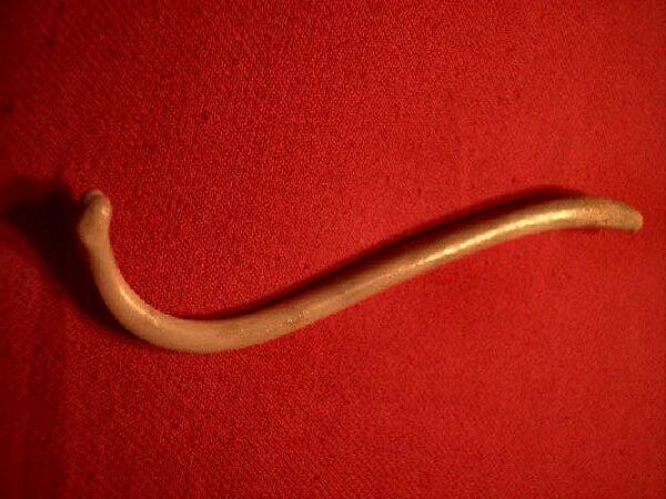 Raccoon baculum