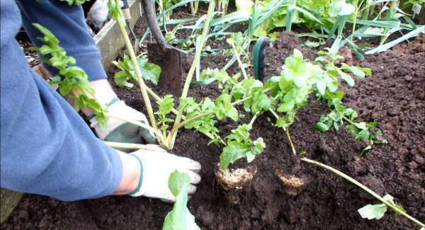 Pass the pastinum - it’s perfect for picking at parsnip time