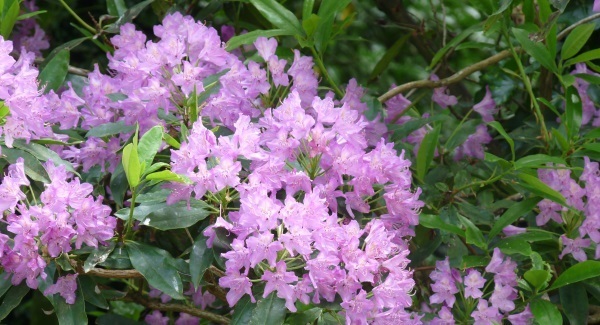 Invader threat to Killarney from rhododendron