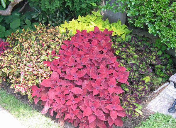 Massed planting of more traditionally coloured Coleus.