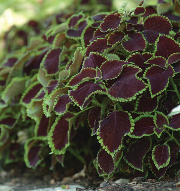 Coleus Monrovia.