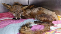 This poor little fox was found looking for food in Dundrum