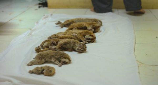 Picture Credit: International Animal Rescue. Victims of the pet trade.