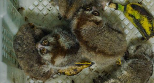 Picture Credit: International Animal Rescue. Slow lorises, some dead, some alive, discovered in transport.