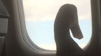 Emotional support duck brought on plane
