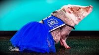 Meet the very first airport therapy pig EVER helping people destress before flying