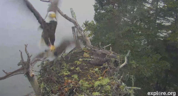Watch as ferocious bald eagle snatches an osprey right out of its nest