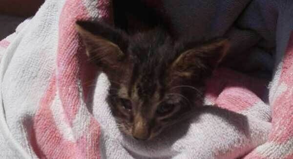 Guardia Costeria/Facebook Guardia Costeria/Facebook