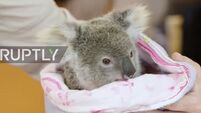 WATCH this orphaned koala bear cling to his carer and teddy bear