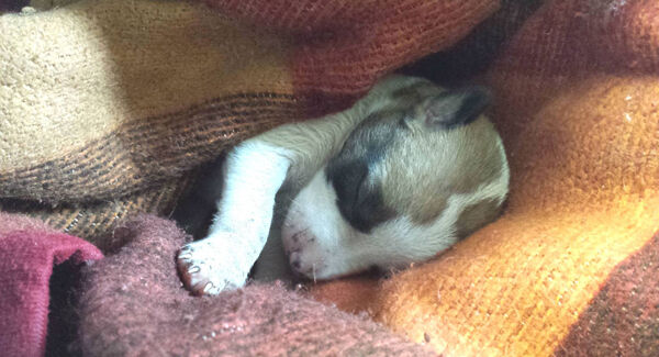 DSPCA/Facebook