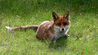 Man wakes up to find fox munching on his trousers