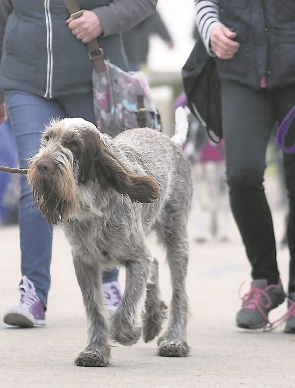 Dogs arrive for day two of Crufts 2016 at the NEC, Birmingham. The world’s biggest dog show is celebrating its 125th anniversary
