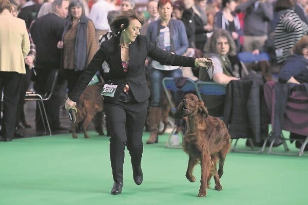 Dee Milligan-Bott, who claimed her dog Jagger was poisoned at Crufts last year, returns to show Irish Setters during day two of Crufts