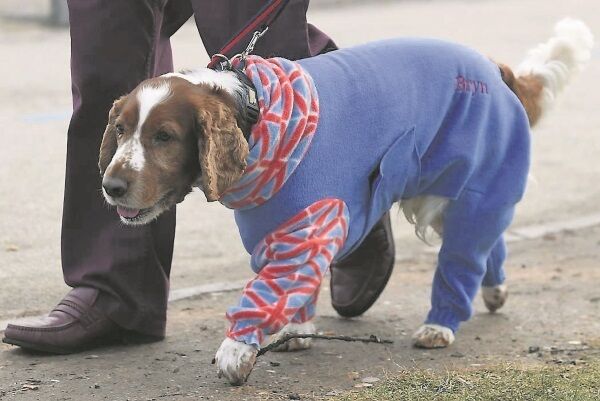 A Spaniel named Bryn arrives in a onesie on day two of Crufts 2016 at the NEC, Birmingham. Best in Show will be named tomorrow night
