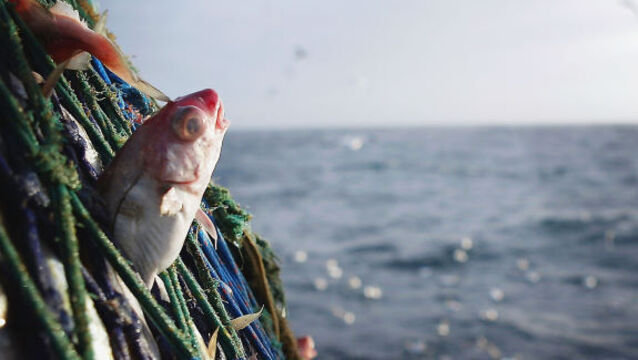 Supertrawlers’ impact on our seas: Ecologically and socially intolerable