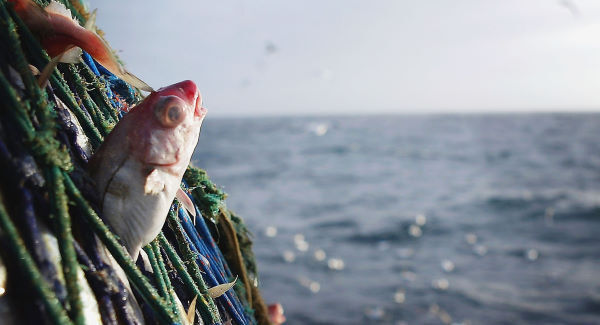 Supertrawlers’ impact on our seas: Ecologically and socially intolerable