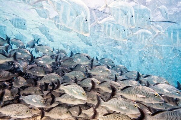 The disappearing fish by Iago Leonardo/Wildlife Photographer of the Year. Wildlife Photographer of the Year is developed and produced by the Natural History Museum, London