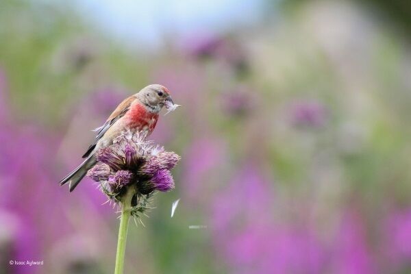 Thistle-plucker by Isaac Aylward/Wildlife Photographer of the Year. Wildlife Photographer of the Year is developed and produced by the Natural History Museum, London