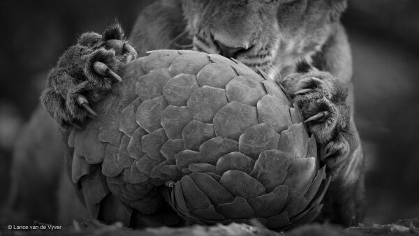 Playing pangolin by Lance van de Vyve/Wildlife Photographer of the Year. Wildlife Photographer of the Year is developed and produced by the Natural History Museum, London