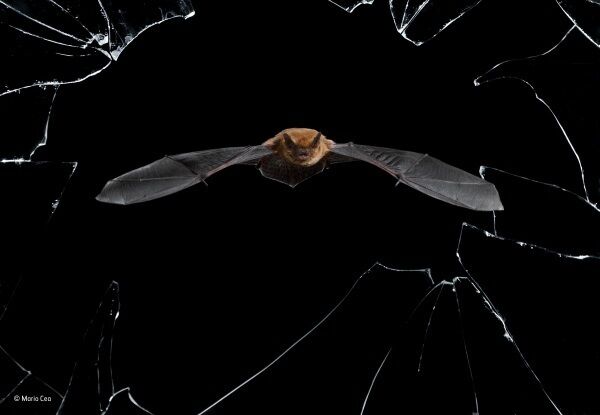 Crystal precision by Mario Cea/Wildlife Photographer of the Year. Wildlife Photographer of the Year is developed and produced by the Natural History Museum, London