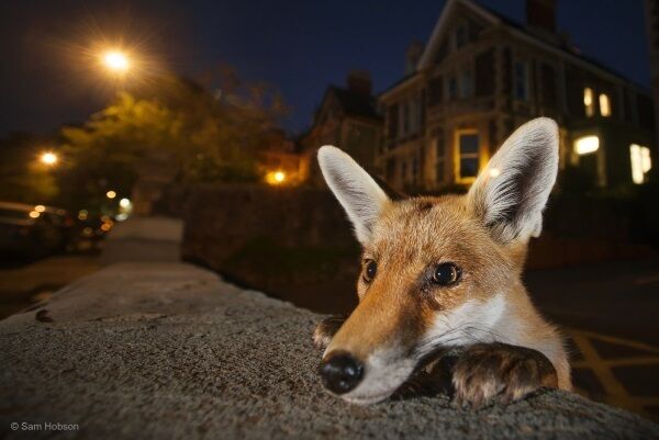Nosy neighbour by Sam Hobson /Wildlife Photographer of the Year. Wildlife Photographer of the Year is developed and produced by the Natural History Museum, London
