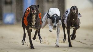 Urgent need for someone to stand up for greyhound racing as a whole