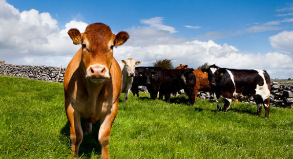 ICSA says more live cattle exports will be needed