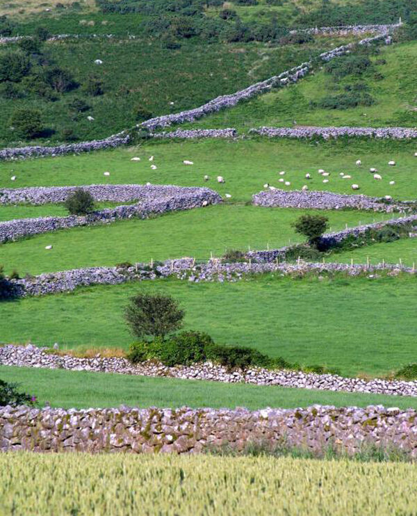 Blackstairs Mountain farmer Martin Shannon: he says hill farming is an isolated business. Picture: Annabel Konig