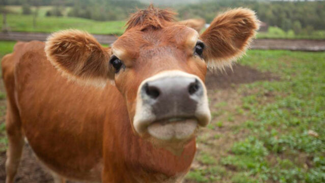 Denis Lehane: Jury is out on bull with a roaming eye